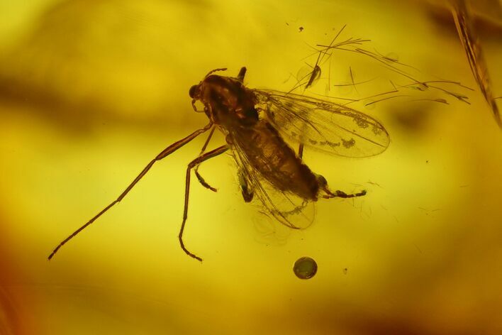 Detailed Fossil Fly (Chironomidae) In Baltic Amber #166198